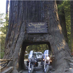Destination Picture 2 for Redwood National Park